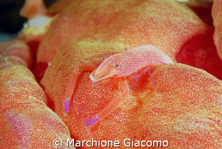 And now sleep: 
Nikon D200, 60 macro, two strobo
Walea ... by Marchione Giacomo 