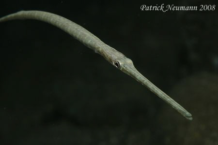 got ya in Anilao with Canon 400D/Hugyfot + 100mm lens by Patrick Neumann 