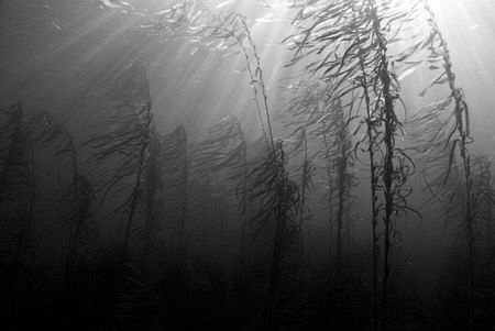 Natural light wide angle of a Southern Ocean kelp forest.... by Cal Mero 
