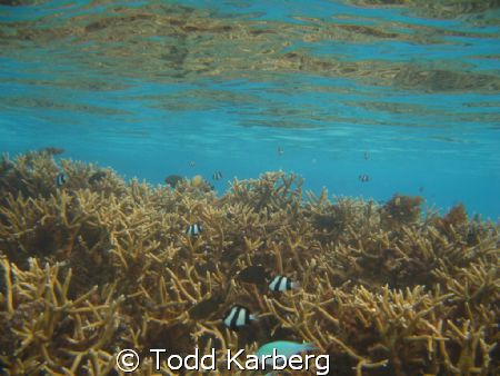 Coral Reflection by Todd Karberg 