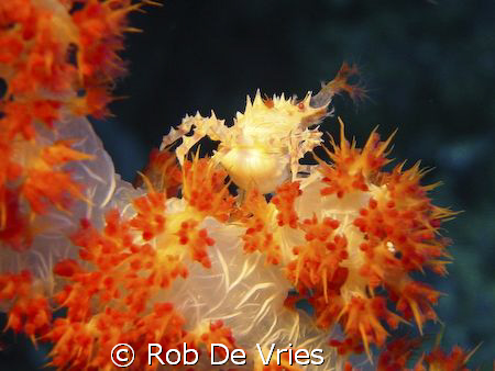 Softcoralcrab, Sony P5 by Rob De Vries 