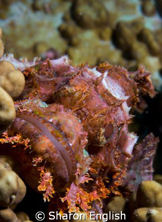 Scorpion Fish - shot taken on Twin Bommies in Port Vila by Sharon English 