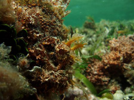 big spotted scorpionfish ....don't touch by Durand Gerald 