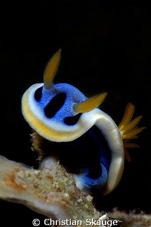 Lil' devil nudibranch, Alona Beach. by Christian Skauge 