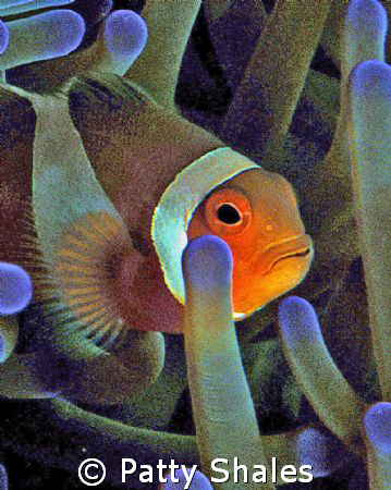 Beautiful Anenome Fish.
As if an artist painted the colo... by Patty Shales 
