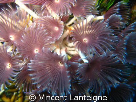 worms, in sandborne channel , TCI,
flowers of the seas... by Vincent Lanteigne 
