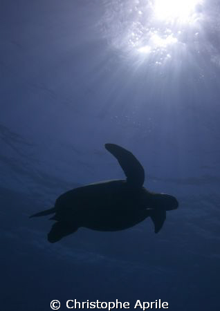 turtle tanning in Sipadan... by Christophe Aprile 