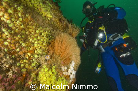 A nice reef  - Isles of Scilly, UKl  by Malcolm Nimmo 