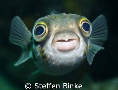He has never seen a guy with a camera before i guess ... by Steffen Binke 
