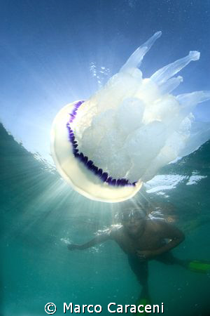 JELLYFISH AND YOUNG DIVER by Marco Caraceni 