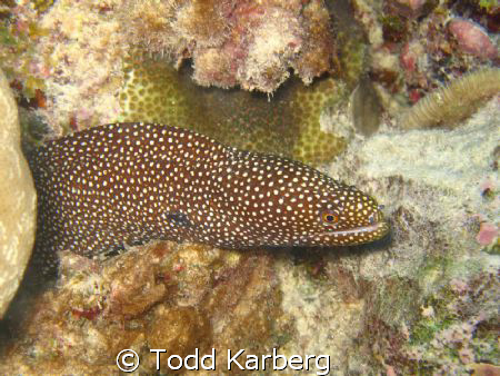 spotted Moray in Moray...A French Polynesia by Todd Karberg 