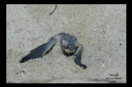 Hatchling Turtles on our beach.
Little Cayman by Neil Van Niekerk 