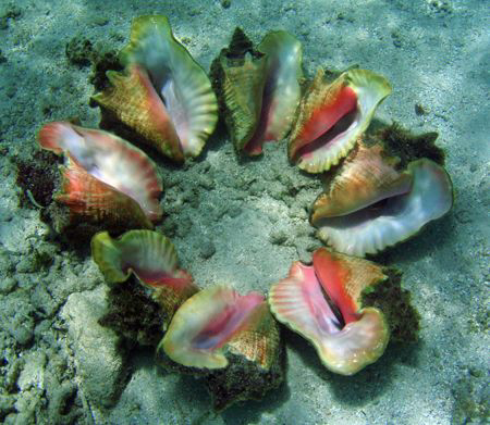 Stombus gigas's party...... by Durand Gerald 