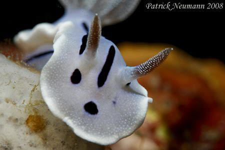Anilao Nudi Portrait taken with Canon 400D+100mm macro lens by Patrick Neumann 