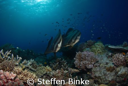 Two Batfish in the Northern Great Barrier Reef, Nikon D200 by Steffen Binke 