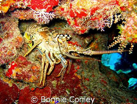 Lobster seen at Grand Cayman July 2008.  Photo taken with... by Bonnie Conley 