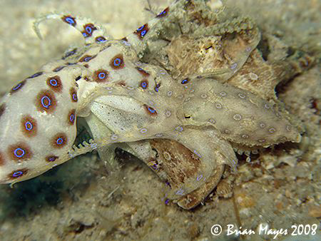 The moment of separation for three Midring Blue Ring Octo... by Brian Mayes 