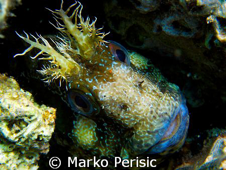 A Tompot Blenny (parablennius gattorugine) takes a good l... by Marko Perisic 