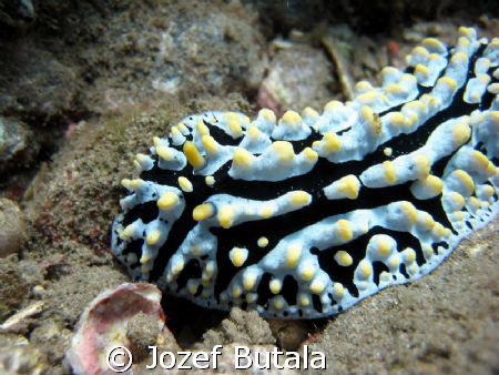 Hawaiian Beauty 6" nudi,Variose Philidia,Canon SD750,clos... by Jozef Butala 