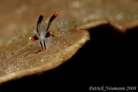 mimi nudi Anilao taken with Canon 400D/hugyfot + 100mm ma... by Patrick Neumann 