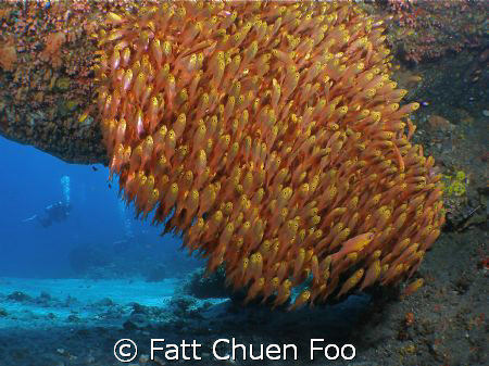 What no Mola Mola?! At least there was a school Anthias w... by Fatt Chuen Foo 