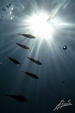 squids passing by... by Adriano Trapani 