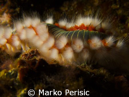 A closer look at a Fire Worm (hermodice carunculata) by Marko Perisic 