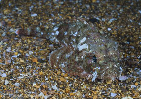 Scorpion fish.Galapagos. D200, 60mm. by Derek Haslam 