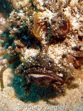 Eye to Eye with Devilfish ! by Juerg Ziegler 