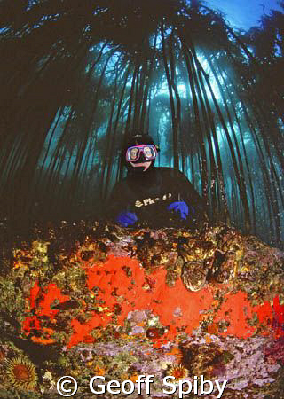 snorkeller in the kelp forest, False Bay, Cape Town by Geoff Spiby 