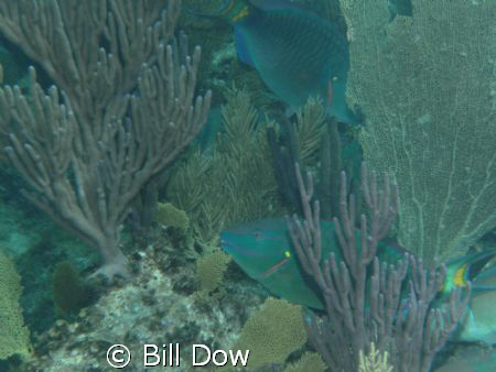 Stop Light Parish Fish by Bill Dow 