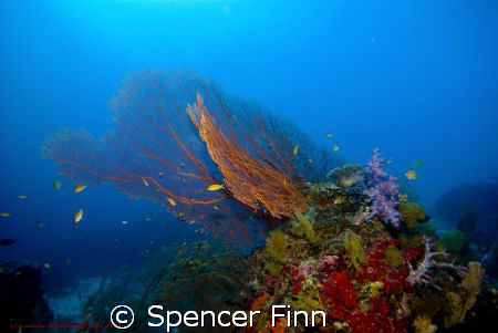 Similan islands thailand, 12-24mm lens by Spencer Finn 