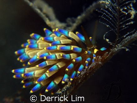1 of my fav nudi, but this is my 1st time meet with it. P... by Derrick Lim 
