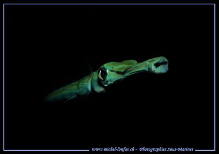 Just back from my holidays :O) - Face to face with this b... by Michel Lonfat 