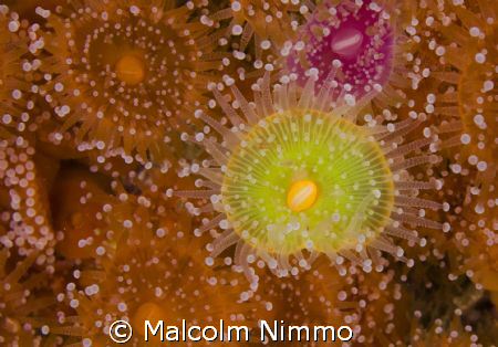 A lonely  green morph   of a Jewel anenome- Isles of Scil... by Malcolm Nimmo 