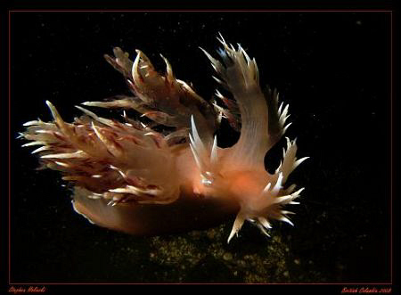 Spanish Dancer in the nutrient rich, and cold, waters of ... by Stephen Holinski 