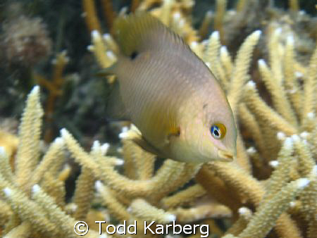 These little buggers were so hard to photograph as they w... by Todd Karberg 