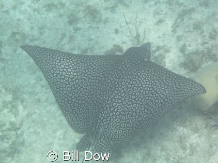 Spotted Eagle Ray North Shore Providenciales.  Leeward si... by Bill Dow 