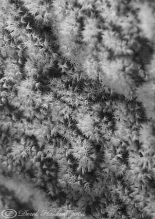 Polyps. Lembeh straits. D200, 60mm. by Derek Haslam 