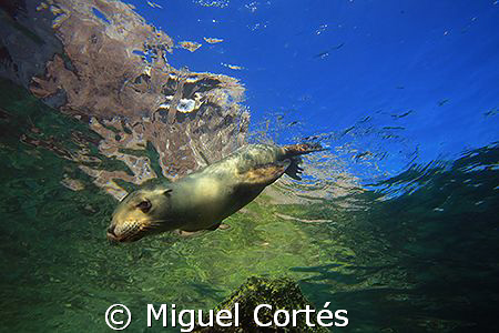 Sea wolf. by Miguel Cortés 