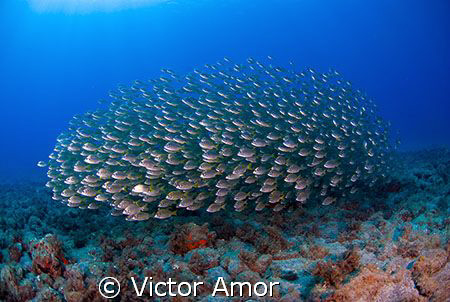Fish ball by Victor Amor 