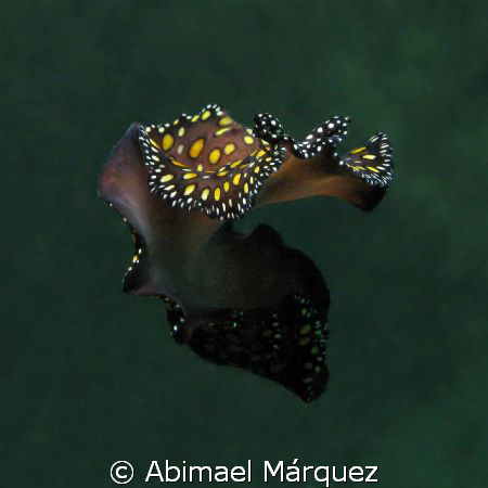The dancer, Cerro Gordo Beach, Vega Alta, PR. by Abimael Márquez 