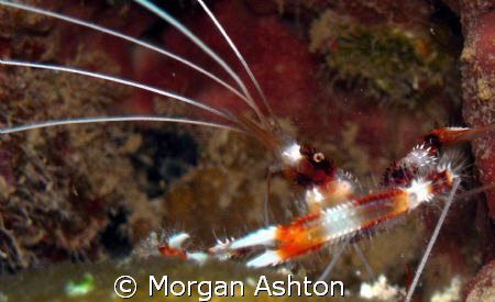 Banded coral shrimp in Bonaire. For some reason this remi... by Morgan Ashton 