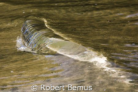 Shore gem by Robert Bemus 
