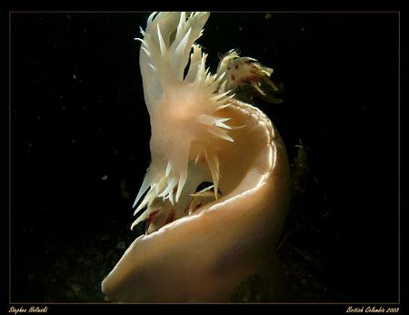 Spanish Dancer, take two.  Found two of these wonderful n... by Stephen Holinski 