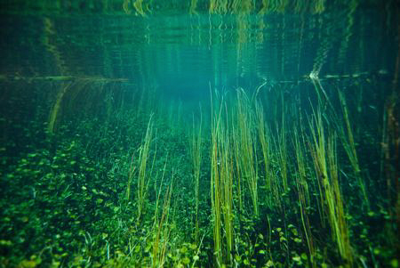 Drifting down a freshwater creek that has a limestone bas... by Cal Mero 