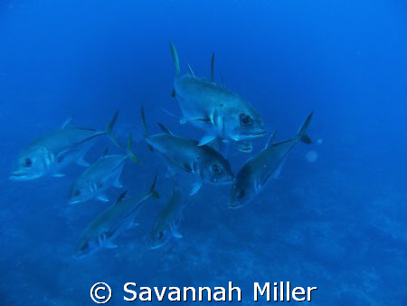 School of yellow fin jacks. by Savannah Miller 
