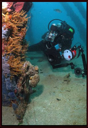 My diving buddy Abimael trying to get a good shot of this... by Juan Torres 