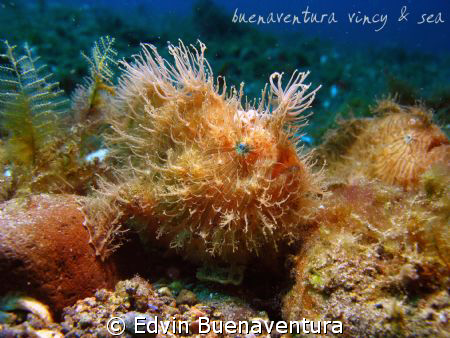 Hairy Relationship - found this couple hanging out in the... by Edvin Buenaventura 