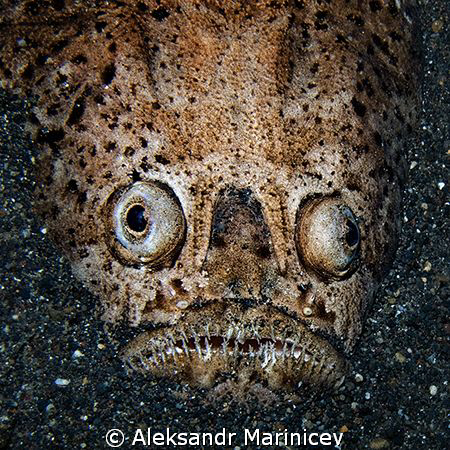 Stargaiser, Lembeh strait by Aleksandr Marinicev 